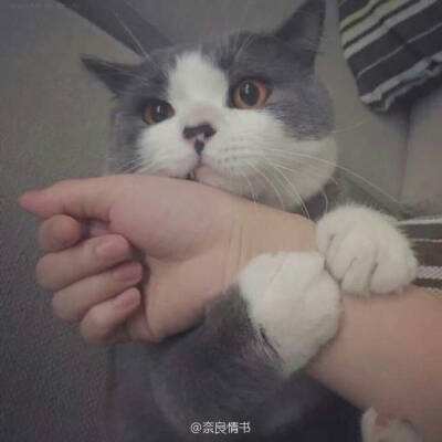 君临无限元宝版下载